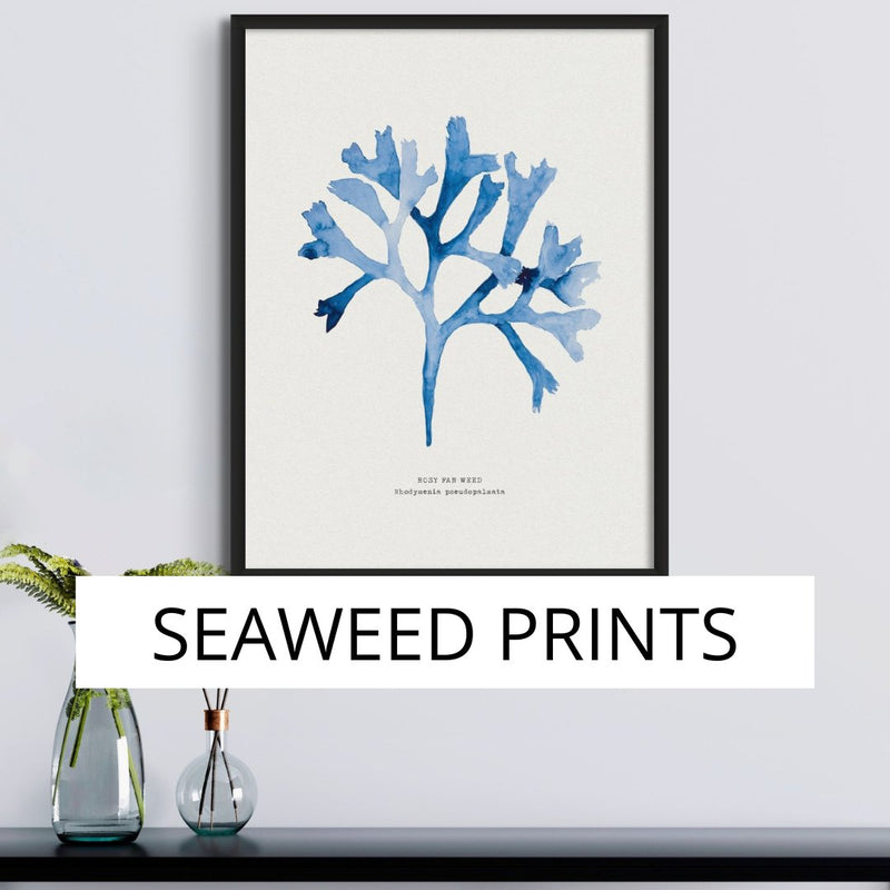 Seaweed Prints – Hand Pressed & Painted Seaweed Art collection header - framed picture of painted seaweed on the wall