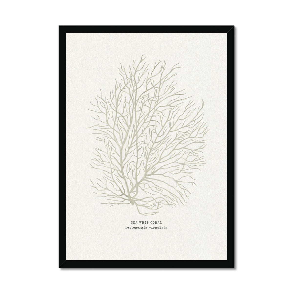 Framed artwork of a coral illustration on a white background