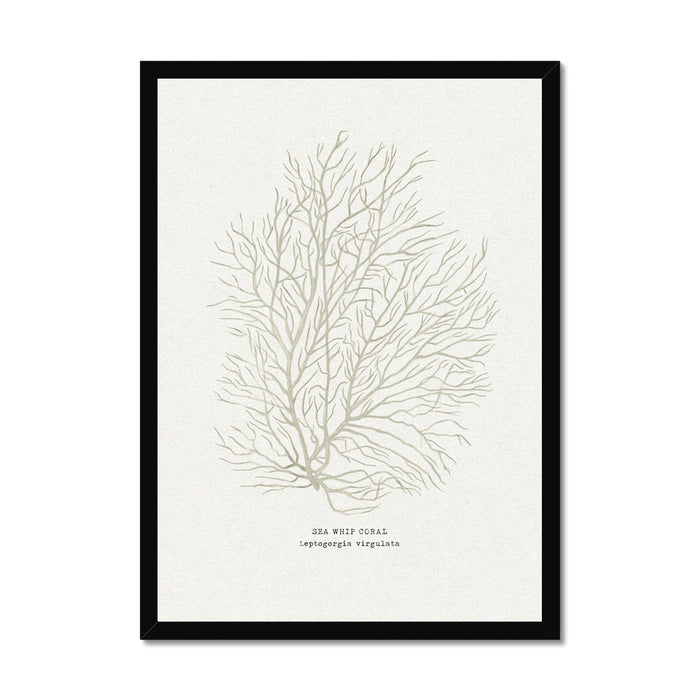 Framed artwork of a coral illustration on a white background