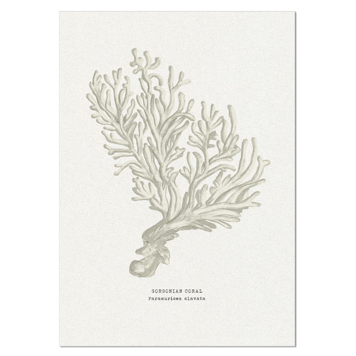 Coral Art Print | Gorgonian In Natural - Unframed