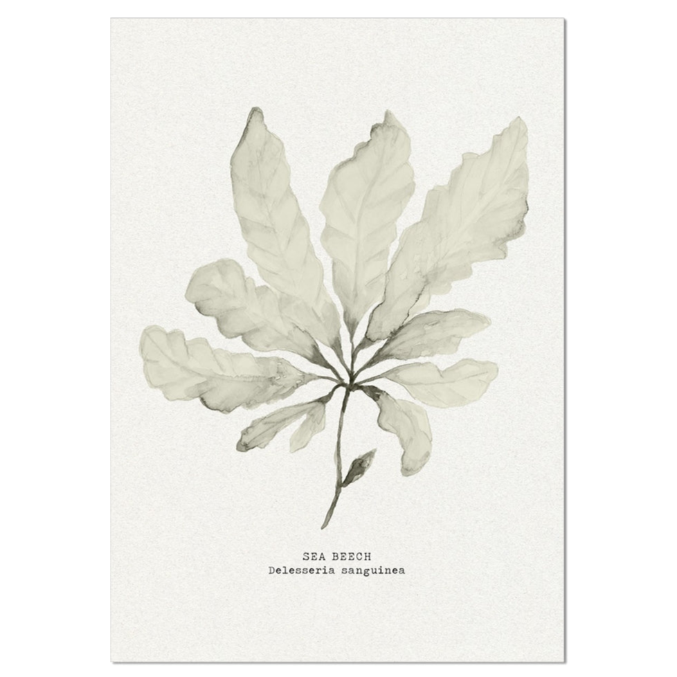 Seaweed Art Print | Sea Beech In Natural - Unframed
