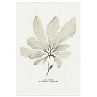Seaweed Art Print | Sea Beech In Natural - Unframed