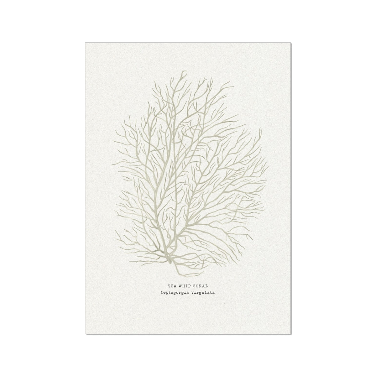 painting of sea whip coral on a white background