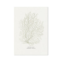painting of sea whip coral on a white background