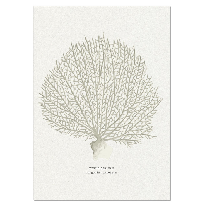 Coral Art Print | Venus Sea Fan In Natural - Unframed