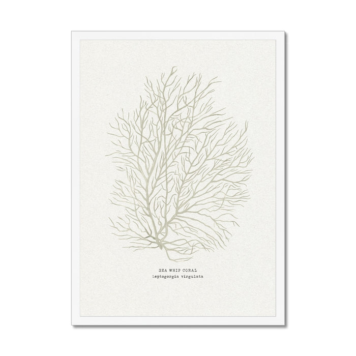 Illustration of a sea whip coral on a white background