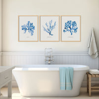 set of three seaweed paintings in bathroom above roll top bath - set of three indigo watercolour seaweed paintings in bathroom