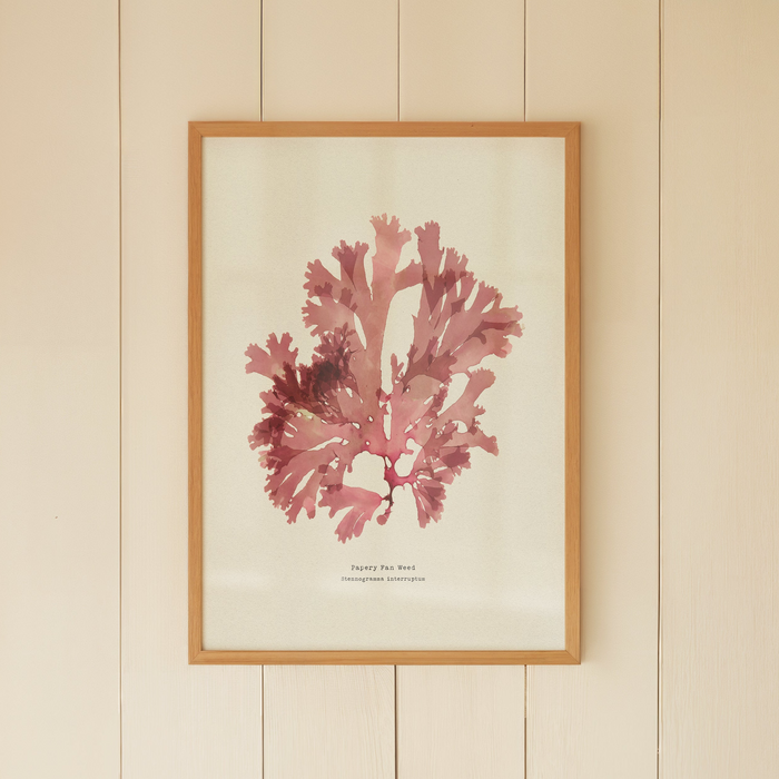 Framed artwork of pink pressed seaweed print on a beige wall