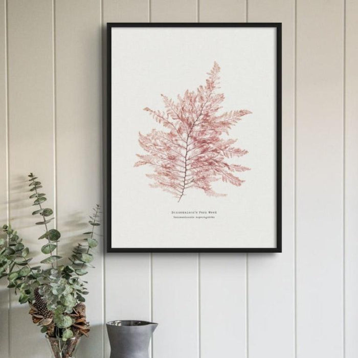 framed Seaweed print on white panelled wall. Pressed Seaweed Art
