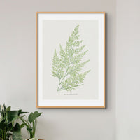 Set of Three Vintage Fern Prints | Group 4 | Vintage Botanical Wall Art - Unframed