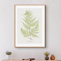 Set of Three Vintage Fern Prints | Group 4 | Vintage Botanical Wall Art - Unframed
