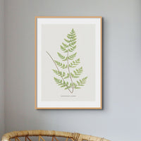 Set of Three Vintage Fern Prints | Group 4 | Vintage Botanical Wall Art - Unframed