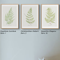 Set of Three Vintage Fern Prints | Group 4 | Vintage Botanical Wall Art - Unframed