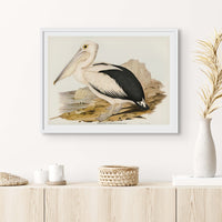 Pelican Painting | Vintage Bird Art Print - Unframed