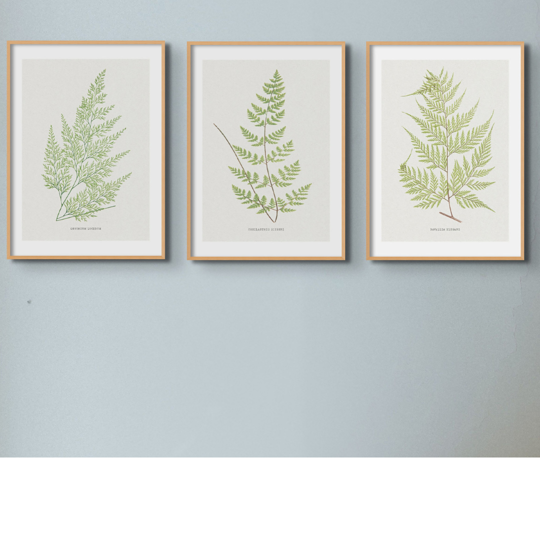 Set of Three Vintage Fern Prints | Group 4 | Vintage Botanical Wall Art - Framed