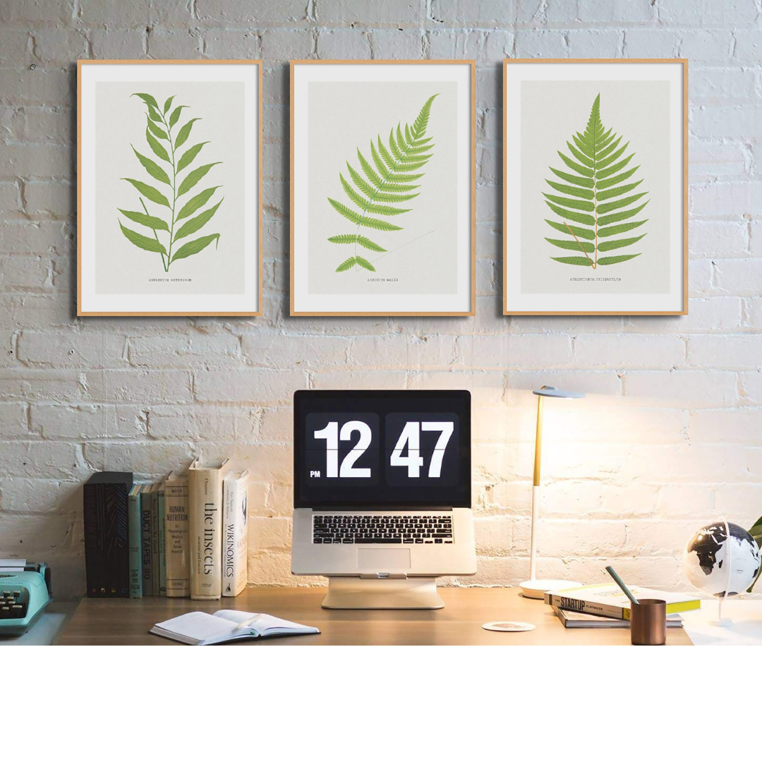 Set of Three Vintage Fern Prints | Group 5 | Vintage Botanical Wall Art - Unframed