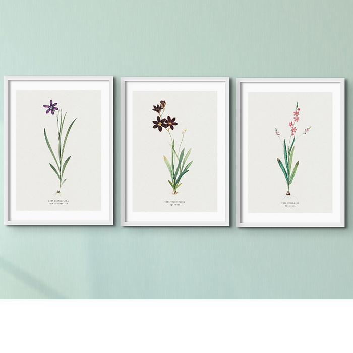 Set of Three Vintage Floral Prints | Pink Ixia Group | Botanical Wall Art - Unframed