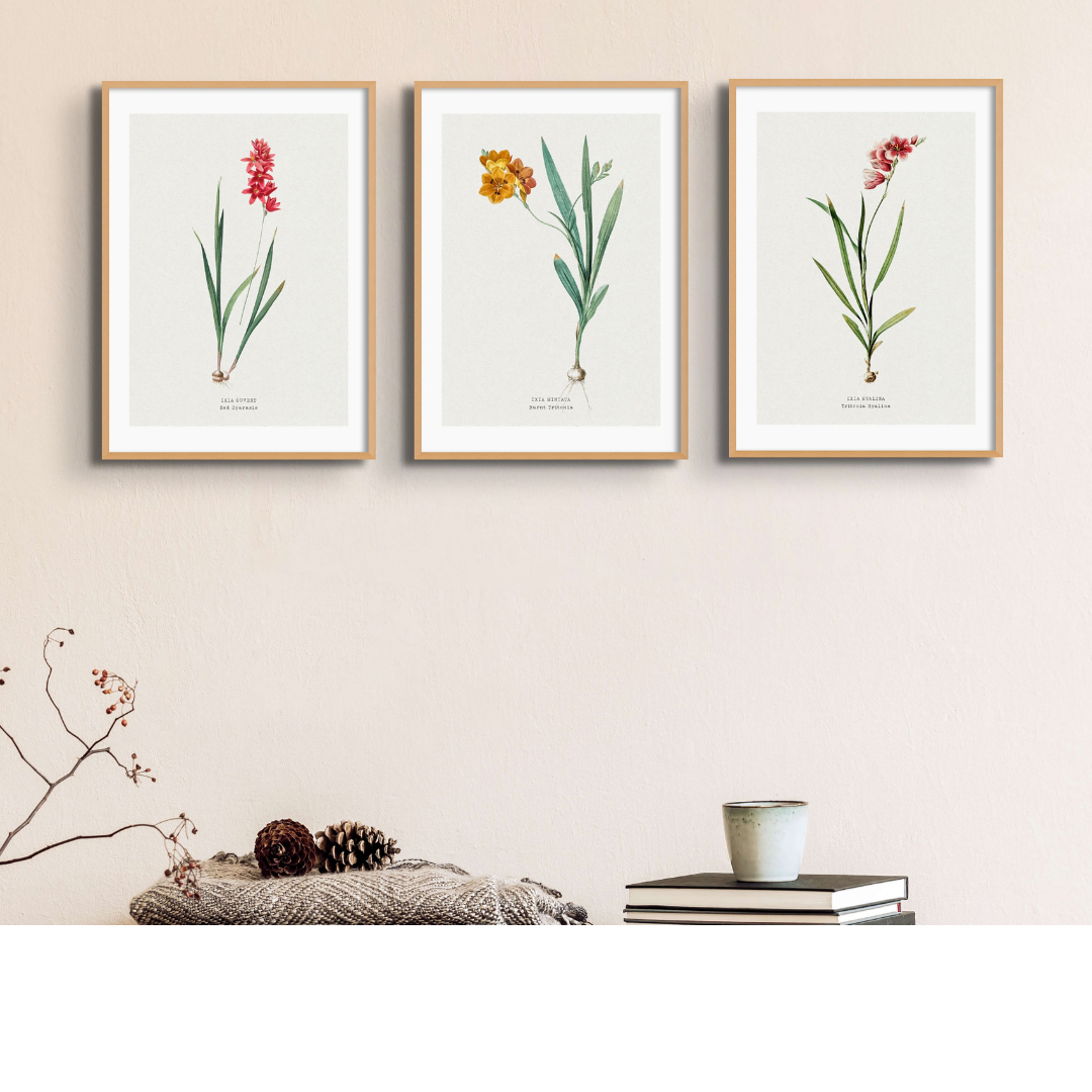 Set of Three Vintage Floral Prints | Spraxis Group | Botanical Wall Art - Framed