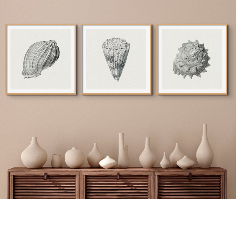 Set of Three Vintage Shell Art Prints White Background Framed