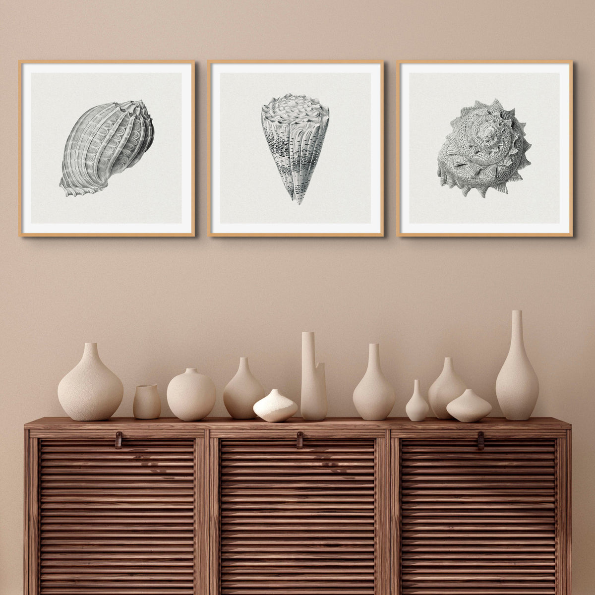Set of Three Vintage Shell Art Prints | White Background - Framed - Beach House Art