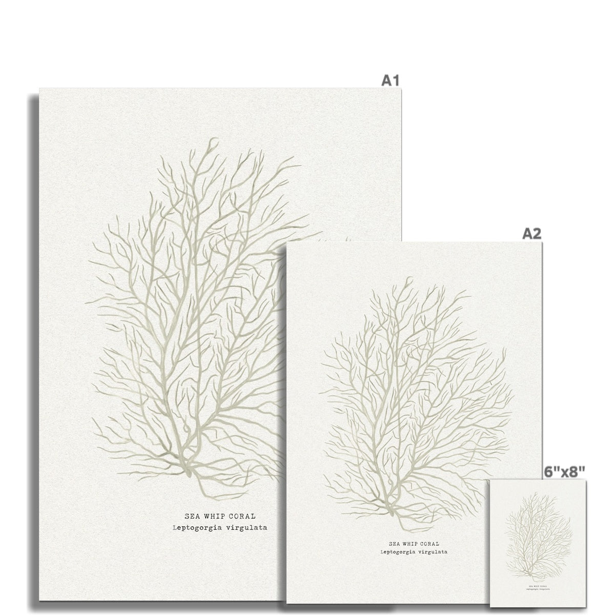 Two prints of sea whip coral with dimensions labeled on a white background