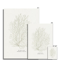 Two prints of sea whip coral with dimensions labeled on a white background