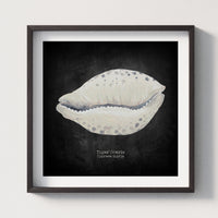 Hand-painted Cowrie Shell Art Print | Black Background - Unframed