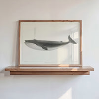 Vintage Whale Print | Blue Whale Art - Unframed