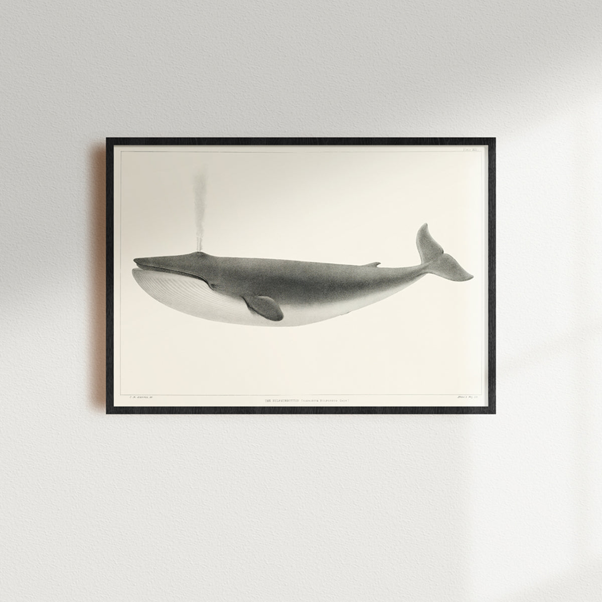 Vintage Whale Print | Blue Whale Art - Unframed