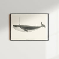 Vintage Whale Print | Blue Whale Art - Unframed