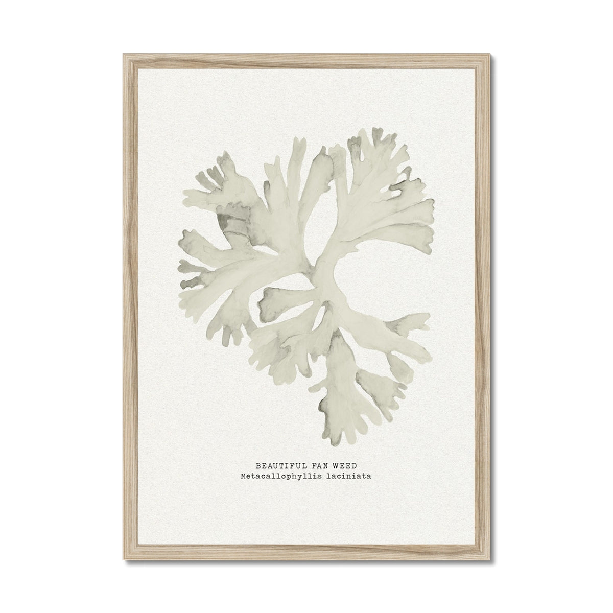 Framed seaweed art print of a leafy green plant on a white background