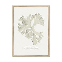 Framed seaweed art print of a leafy green plant on a white background