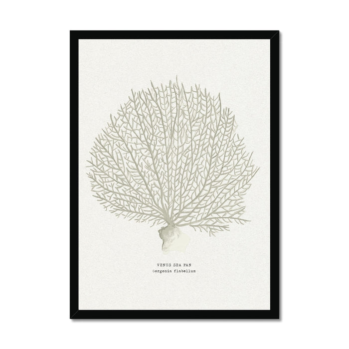 Framed artwork of a coral illustration on a white background