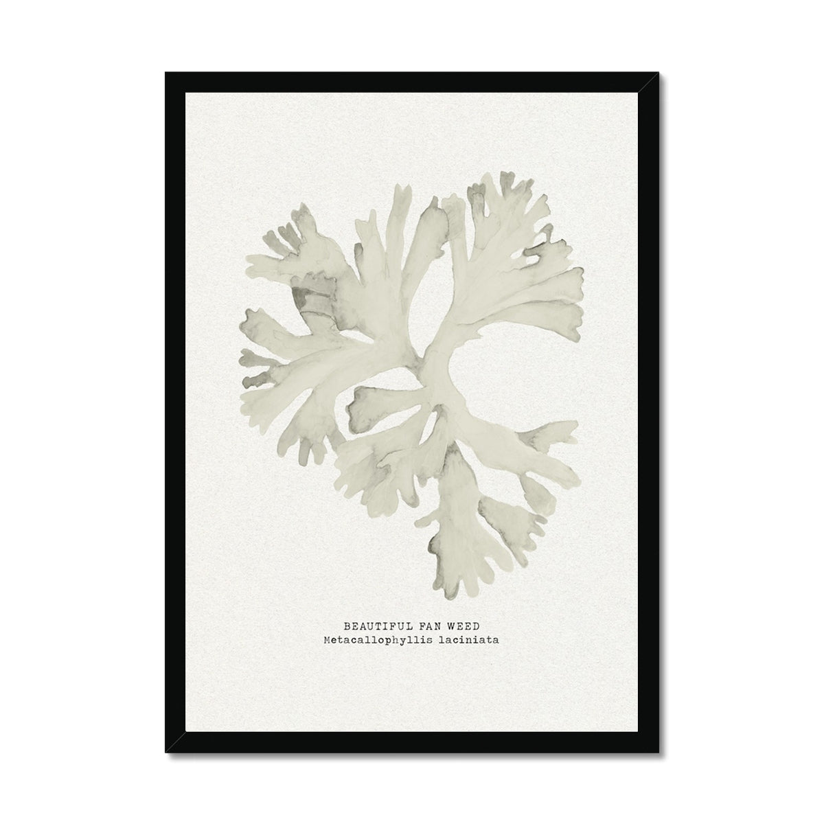 Framed artwork of a leafy seaweed print on a white background