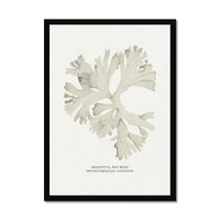Framed artwork of a leafy seaweed print on a white background
