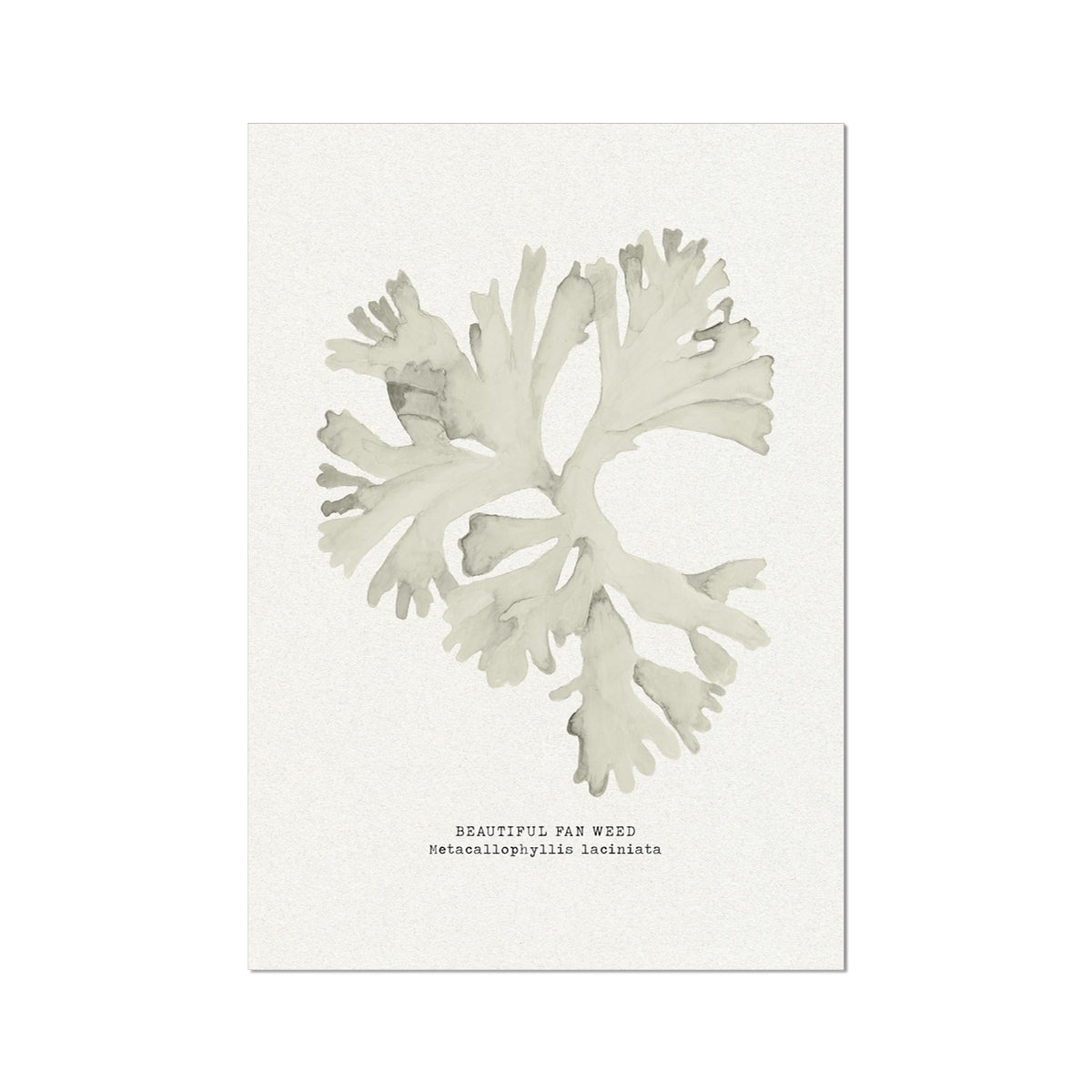 Decorative seaweed art print on a white background