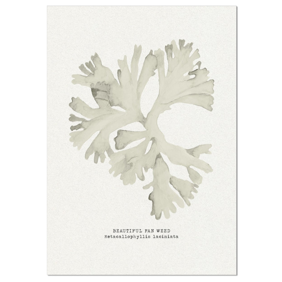 Seaweed Art Print | Fan Weed In Natural - Unframed