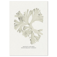 Seaweed Art Print | Fan Weed In Natural - Unframed