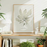 Seaweed Art Print | Sea Beech In Natural - Unframed