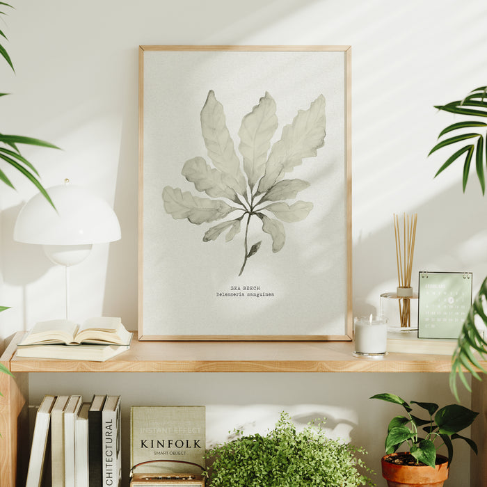 Seaweed Art Print | Sea Beech In Natural - Unframed
