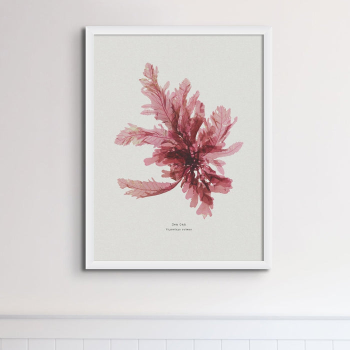 Seaweed Print Wall Art | Sea Oak No 1 - Framed Seaweed Pressing