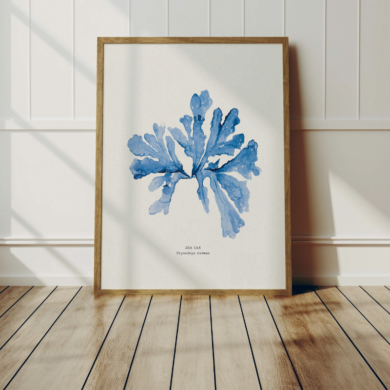 framed sea oak seaweed print - link to beach house art seaweed collection of seaweed pressing and seaweed paintings