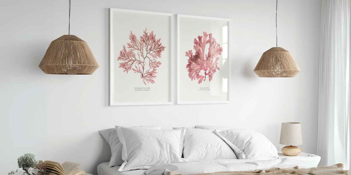 set of two framed pressed seaweed prints above bed. white framed seaweed prints