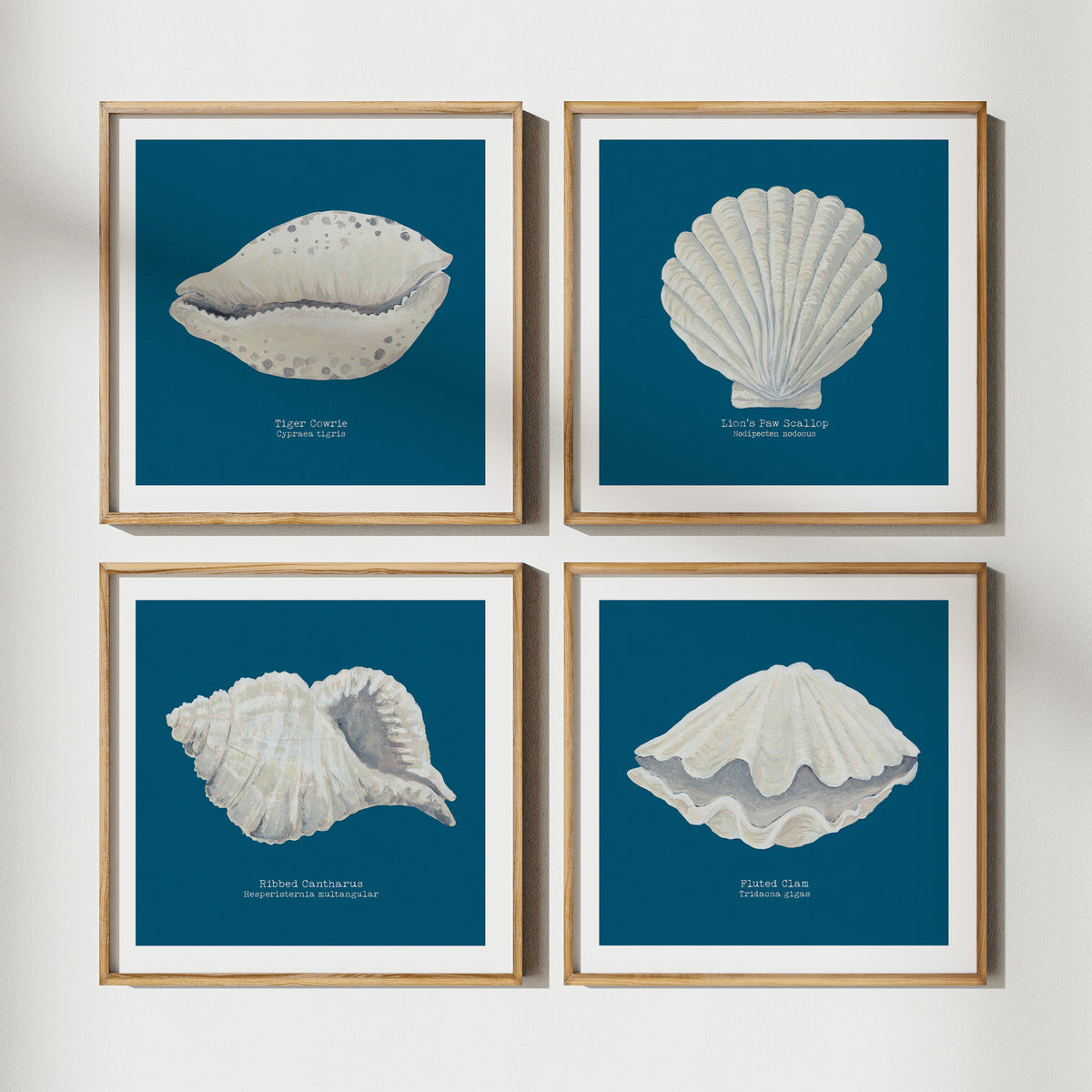 Hand-painted Scallop Shell Art Print | Marine Blue Background - Framed
