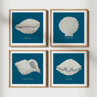 Hand-painted Scallop Shell Art Print | Marine Blue Background - Framed