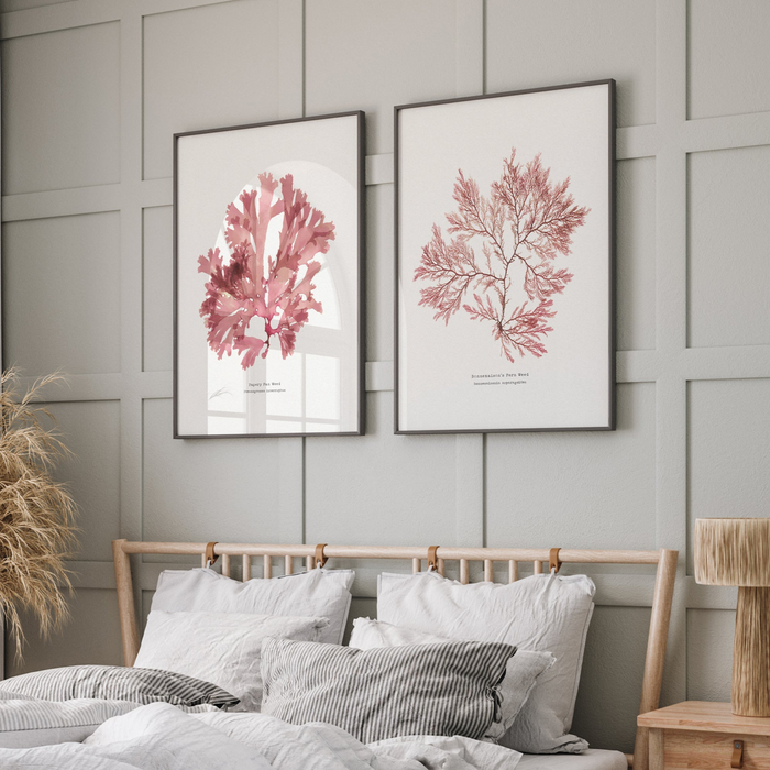 set of two red seaweed prints above bed in bedroom - framed seaweed art prints.