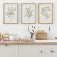 Seaweed Art Print | Dulse In Natural - Unframed