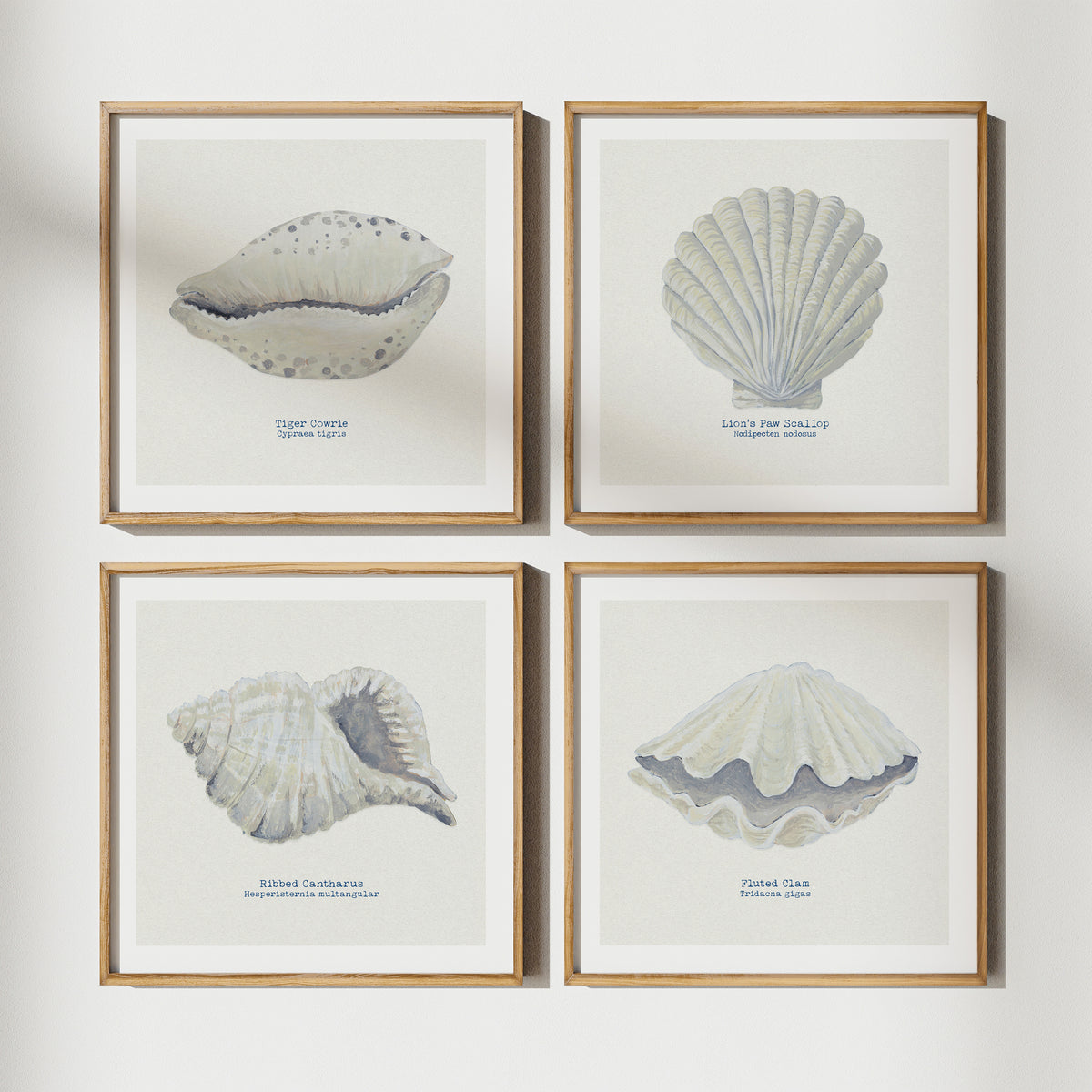 Hand-painted Cowrie Shell Art Print | Natural Background - Unframed