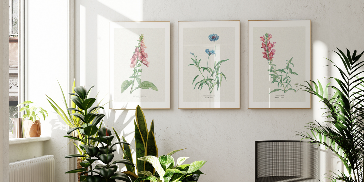set of three framed vintage botanical prints on wall in living room - vintage botanical art prints by beach house art