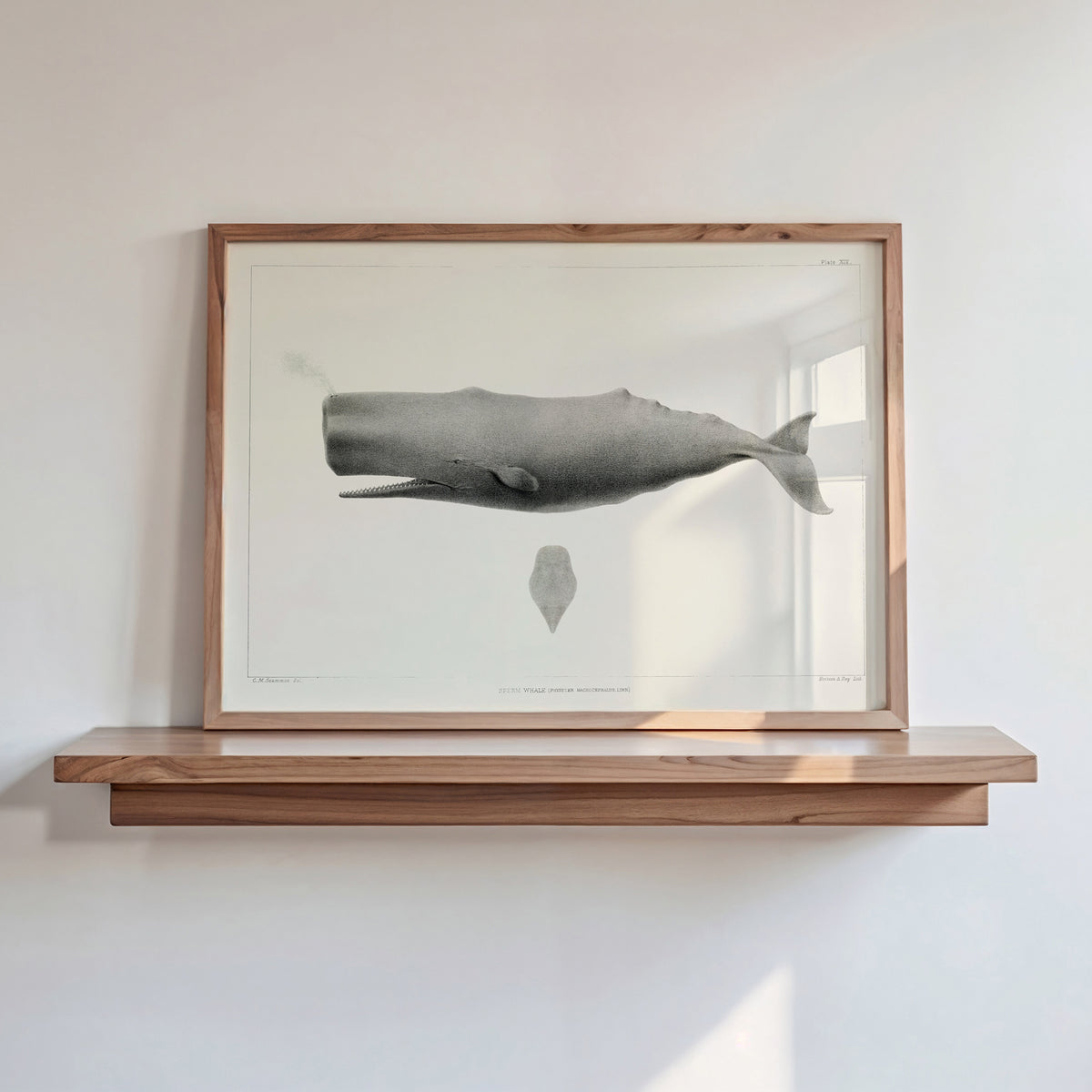 Vintage Whale Print | Sperm Whale Art - Unframed